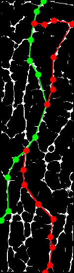 Sample of PLUSVein-FR (Extracted MC Features) - Rotation Angle: 20°